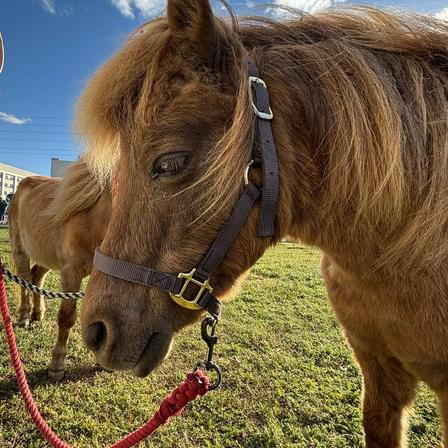 A gentle brown pony with a thick mane stands in a grassy field.